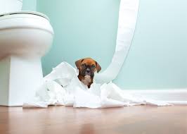 Tips for Successful Puppy Housebreaking and Obedience Training