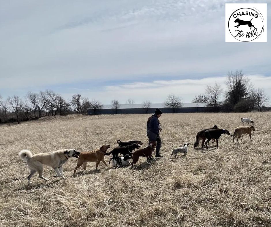 Transforming Canine Lives: The Wild Camp Board & Train Program Experience