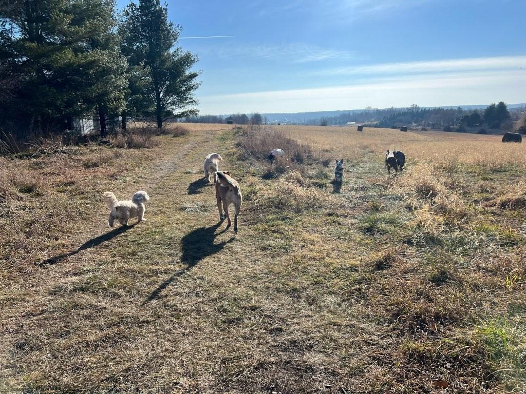 Trailblazing Together: The Comprehensive Benefits of Pack Hikes for Dogs and Their Owners
