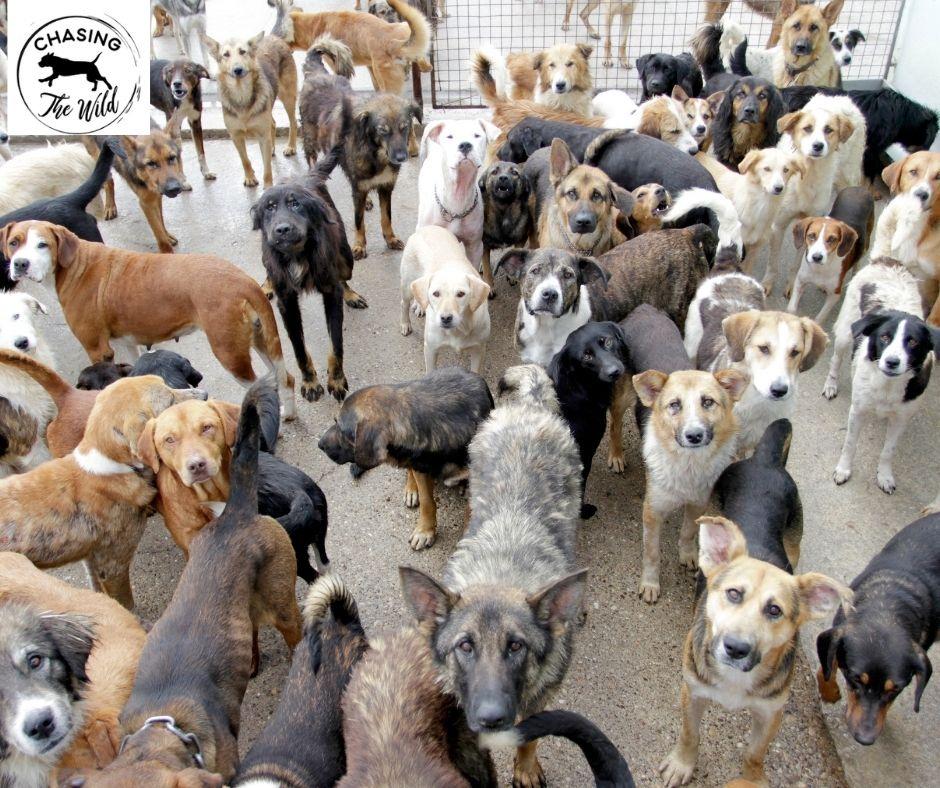 Urban Escapades: Unleashing the Benefits of Pack Hikes for City Dogs and Their Humans